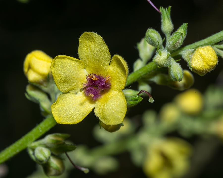 Verbascum chaixii / Verbasco di Chaix